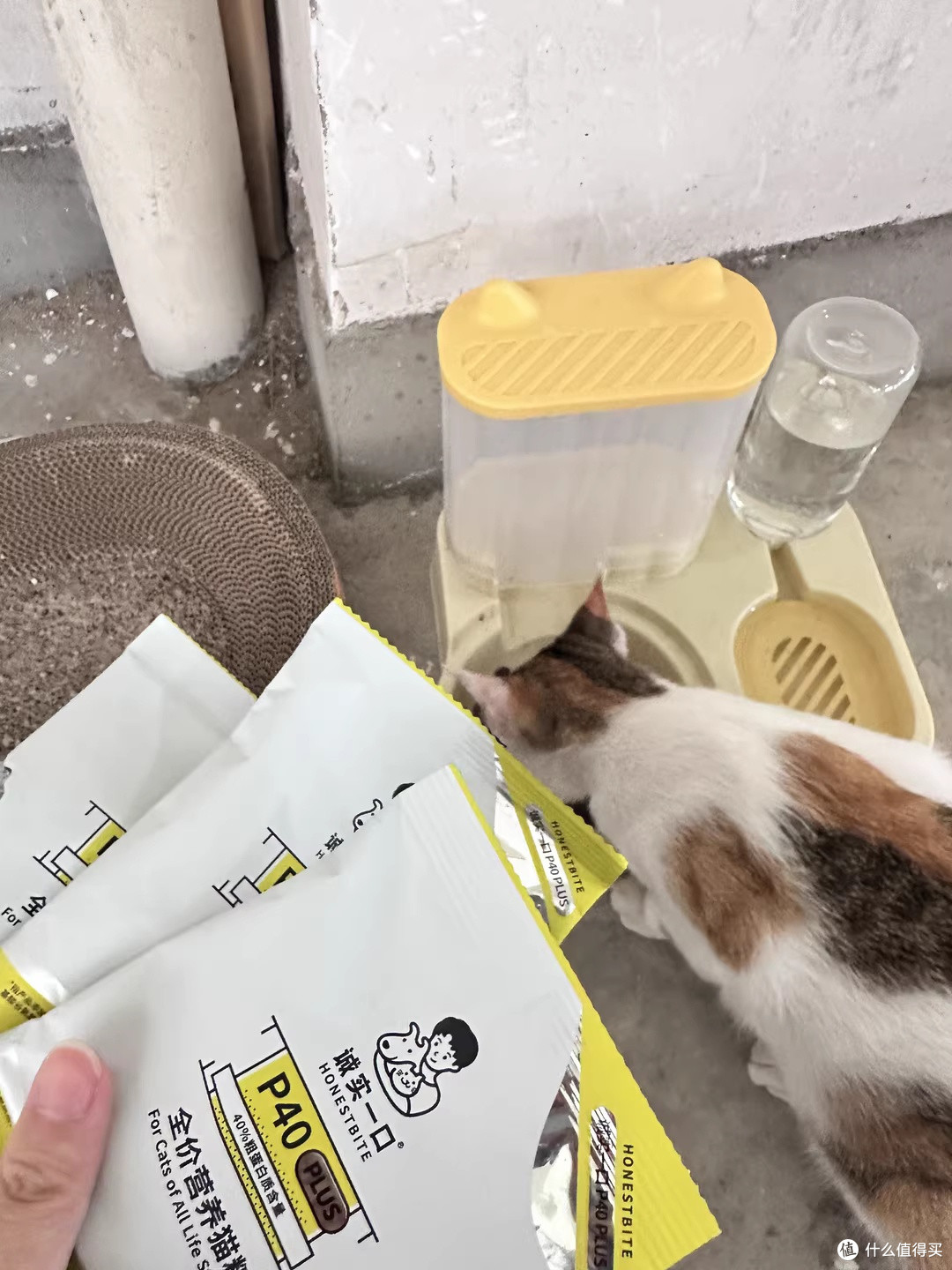 最爱和猫咪互动了,它还是雨天陪读粘人精