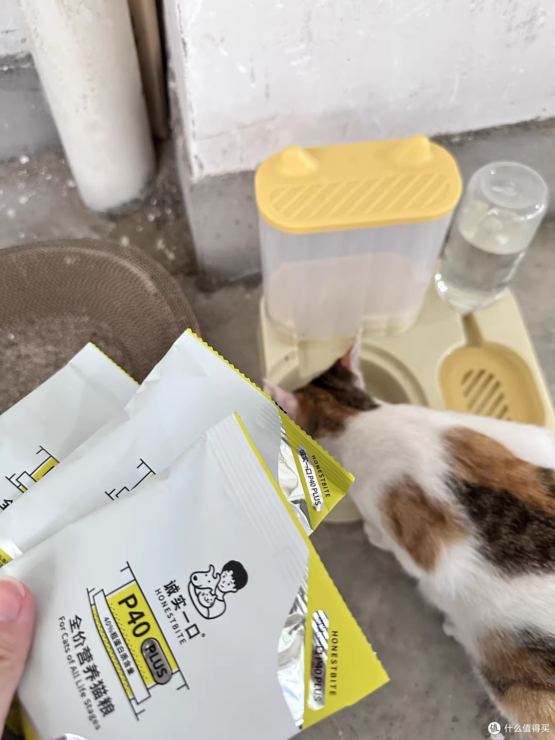 最爱和猫咪互动了,它还是雨天陪读粘人精
