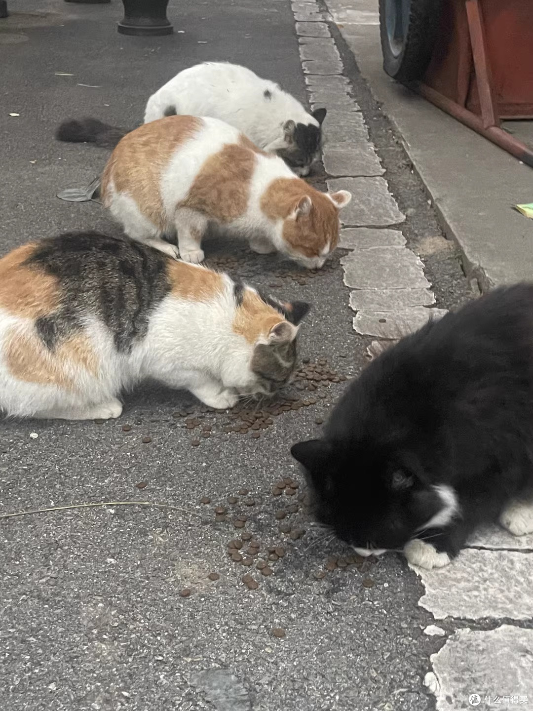 最爱和猫咪互动了,它还是雨天陪读粘人精