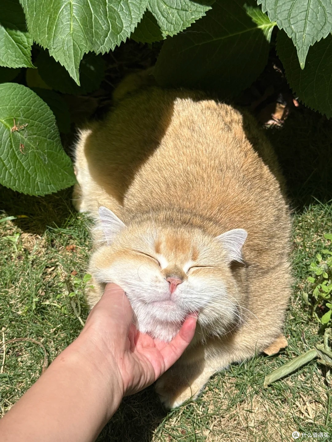 看小猫晒太阳的幸福感🥹 这才是养猫最治愈的瞬间啊