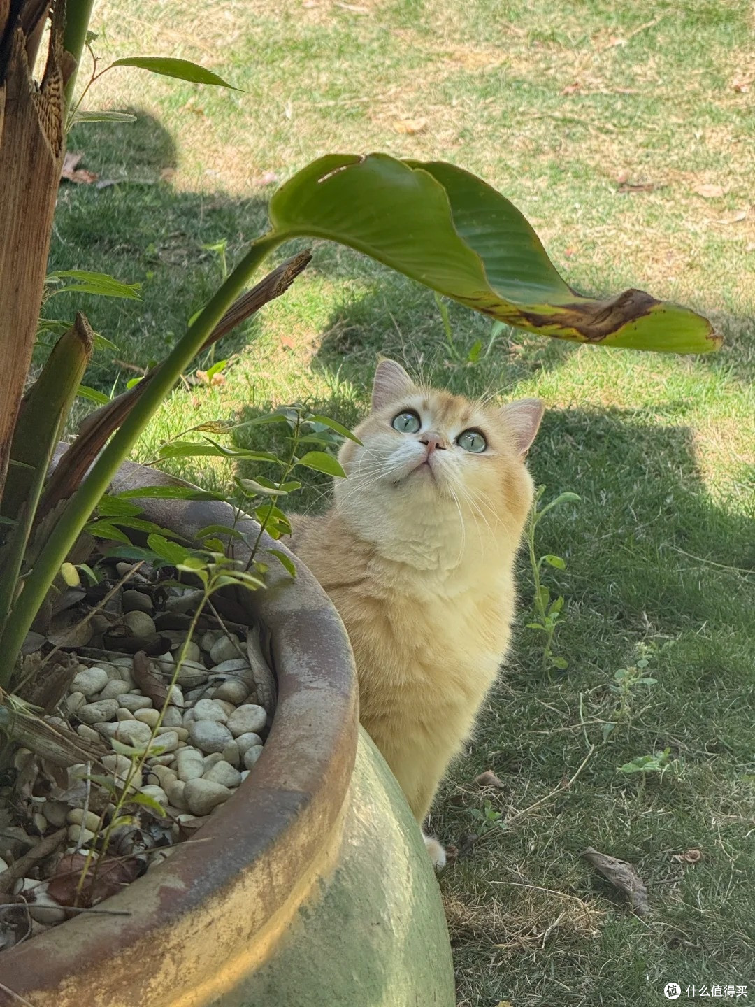 看小猫晒太阳的幸福感🥹 这才是养猫最治愈的瞬间啊