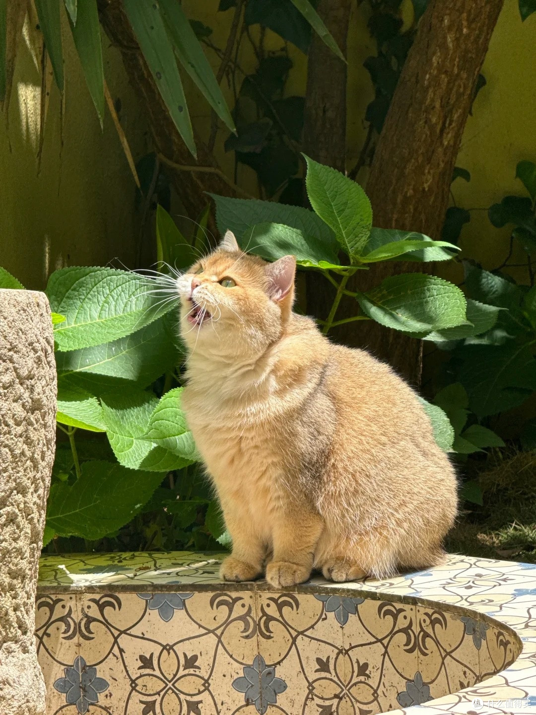 看小猫晒太阳的幸福感🥹 这才是养猫最治愈的瞬间啊