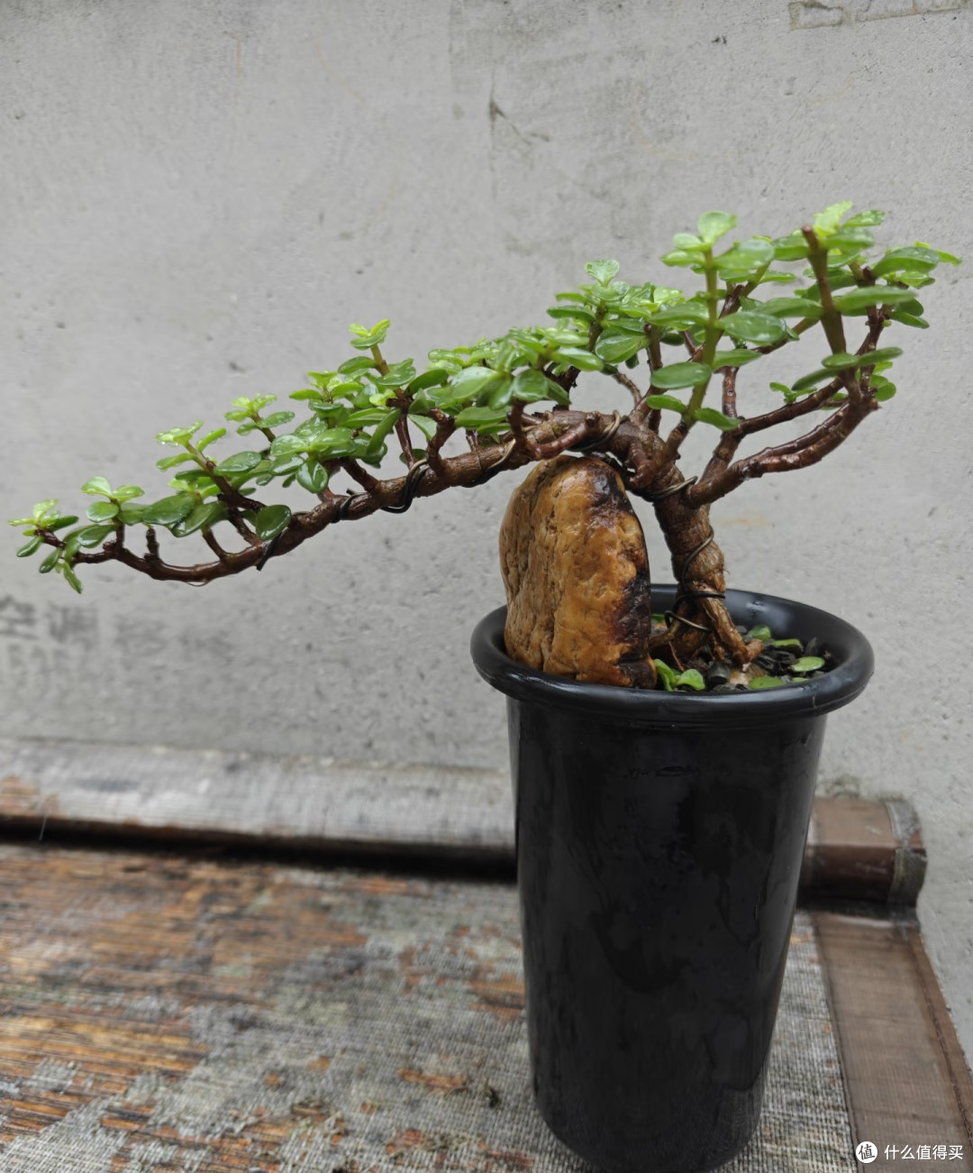 有一种尴尬叫买了“金枝玉叶”,幻想很高级,养完直接变废菜!