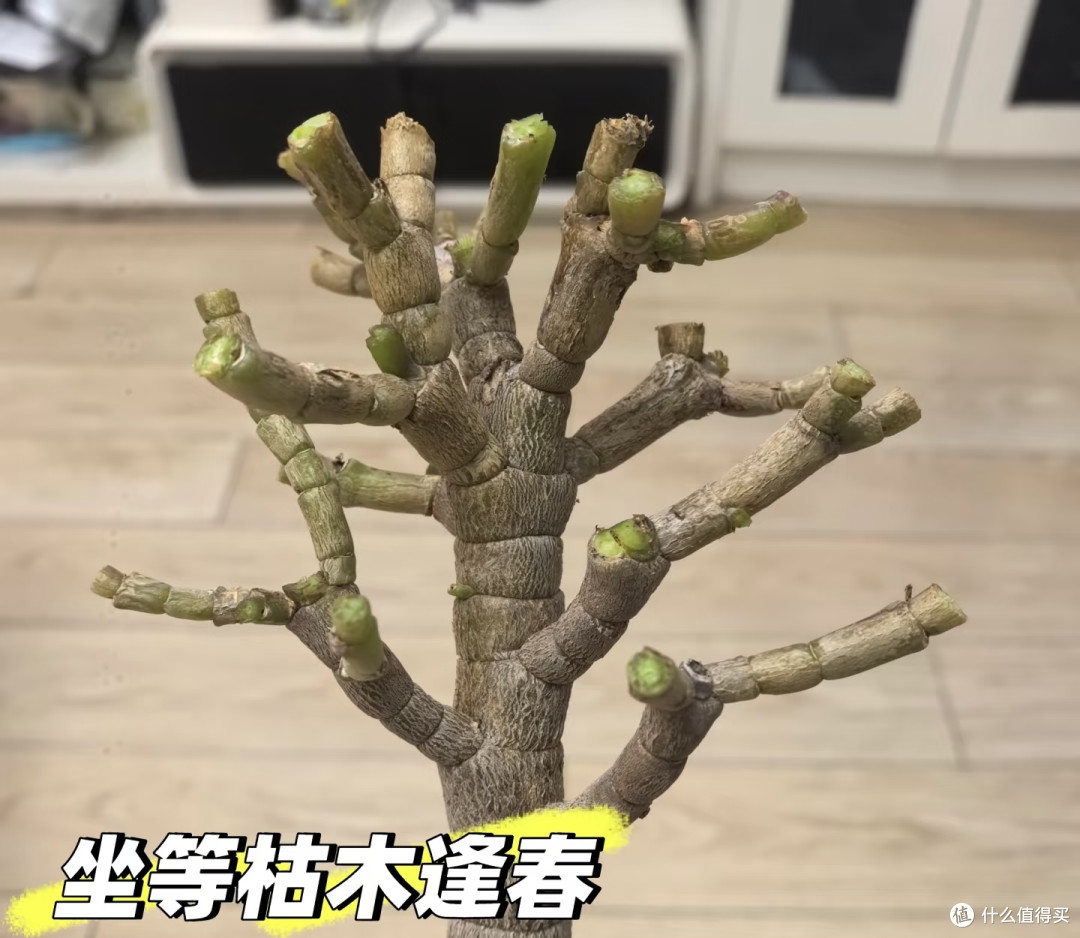 有一种尴尬叫买了“金枝玉叶”,幻想很高级,养完直接变废菜!