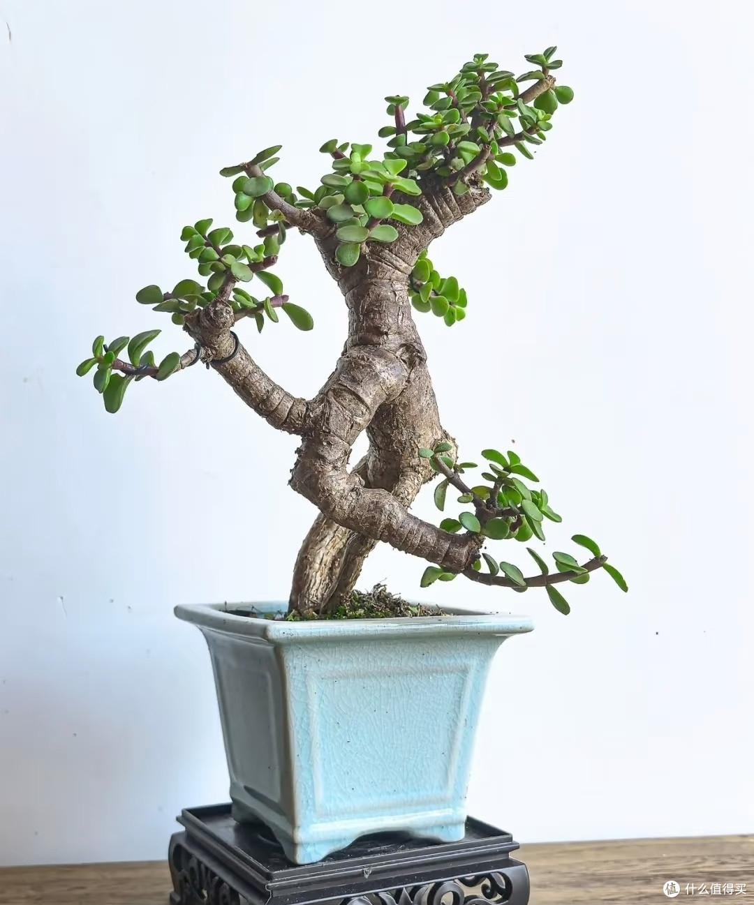 有一种尴尬叫买了“金枝玉叶”,幻想很高级,养完直接变废菜!