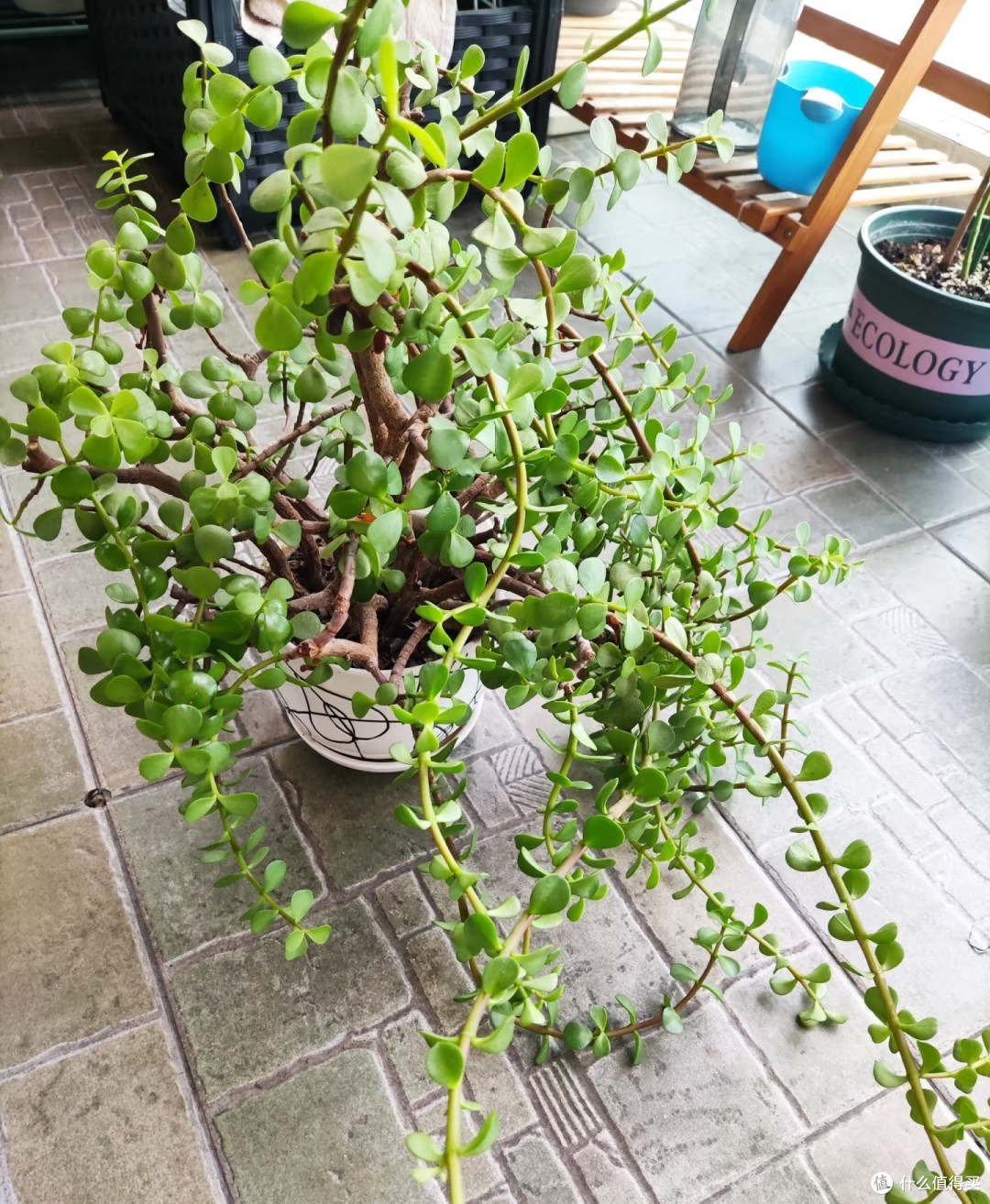 有一种尴尬叫买了“金枝玉叶”,幻想很高级,养完直接变废菜!