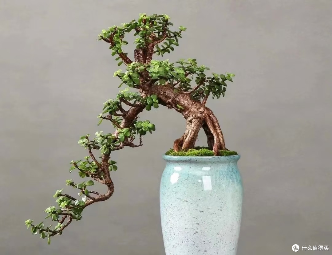 有一种尴尬叫买了“金枝玉叶”,幻想很高级,养完直接变废菜!