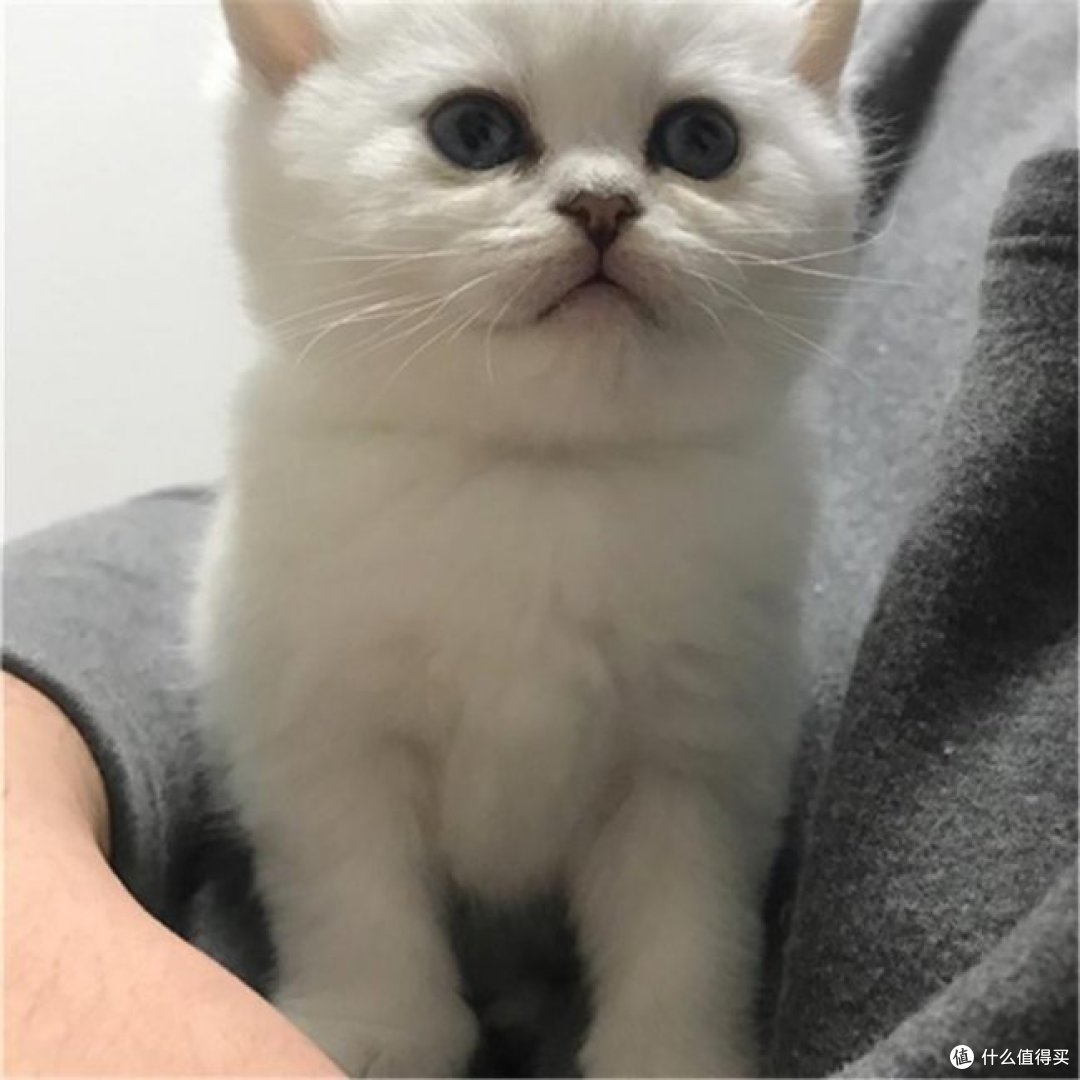 新手养猫第一袋猫粮怎么选?2026年6月真实榜单整理