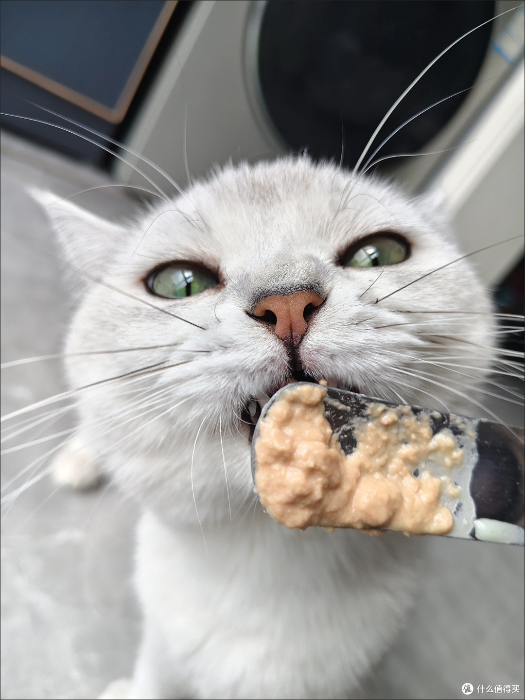 三款主食罐头改善猫咪挑食