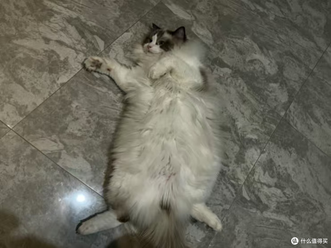 平价优质猫罐首选,挑食猫咪也乖乖干饭