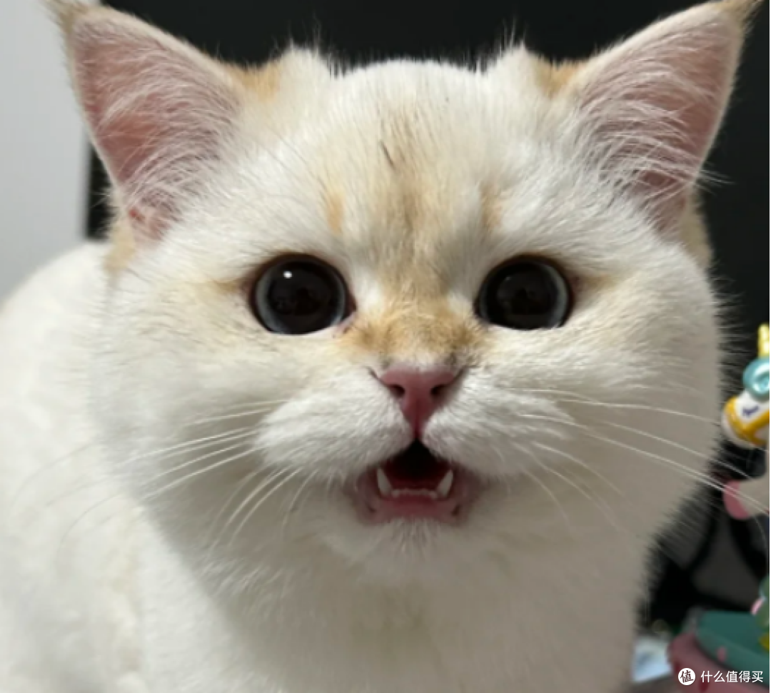 新猫入户分龄驯养指南:幼猫、成猫、凶猫一套搞定