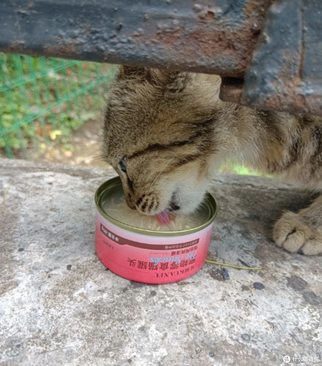  挑食猫咪终结者！这款猫罐头让毛孩子主动干饭