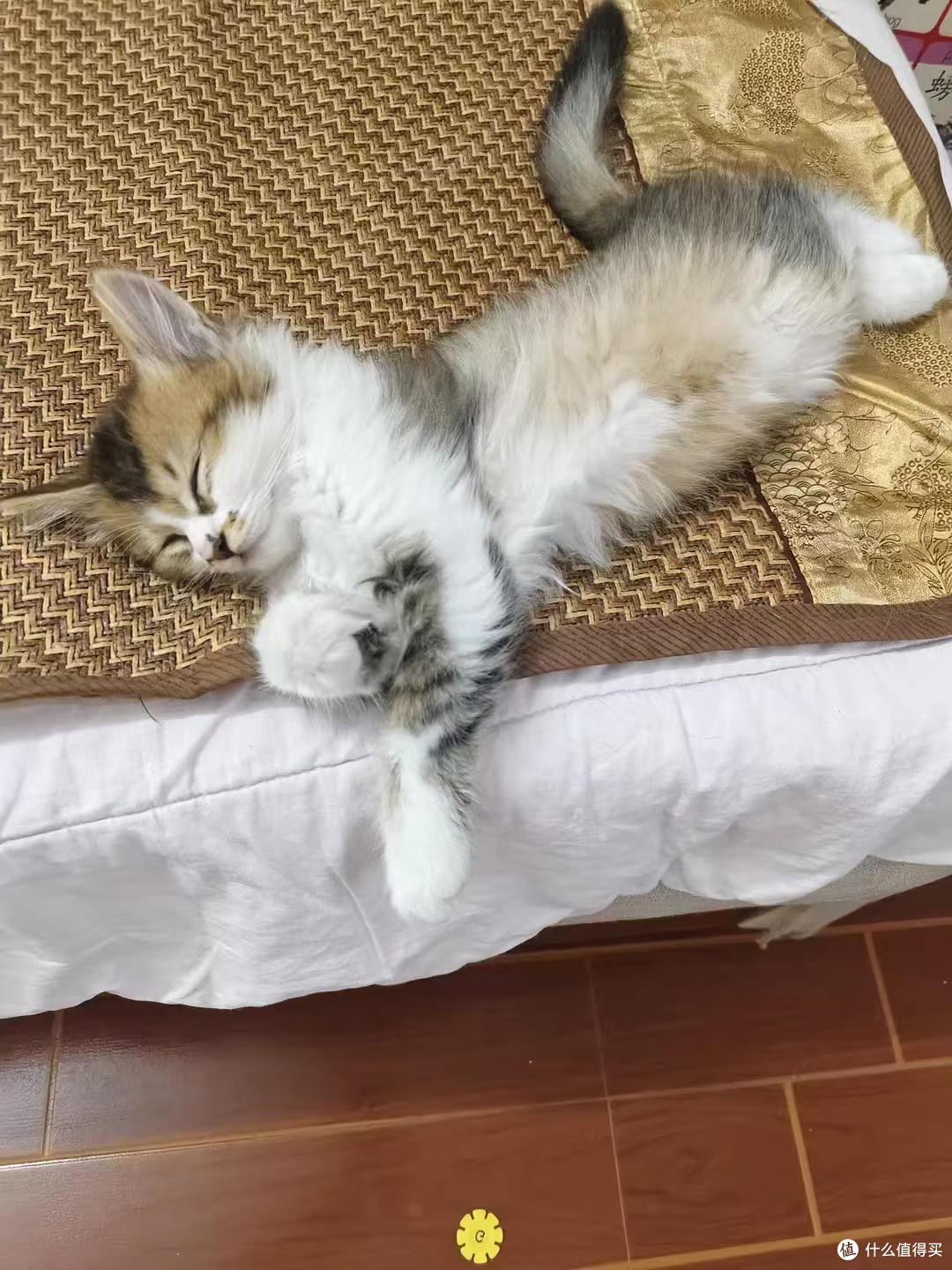 午睡时光:我和猫的共享枕头,软乎乎的好温暖!