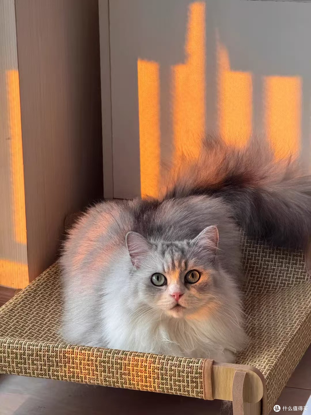 午睡时光:我和猫的共享枕头,软乎乎的好温暖!