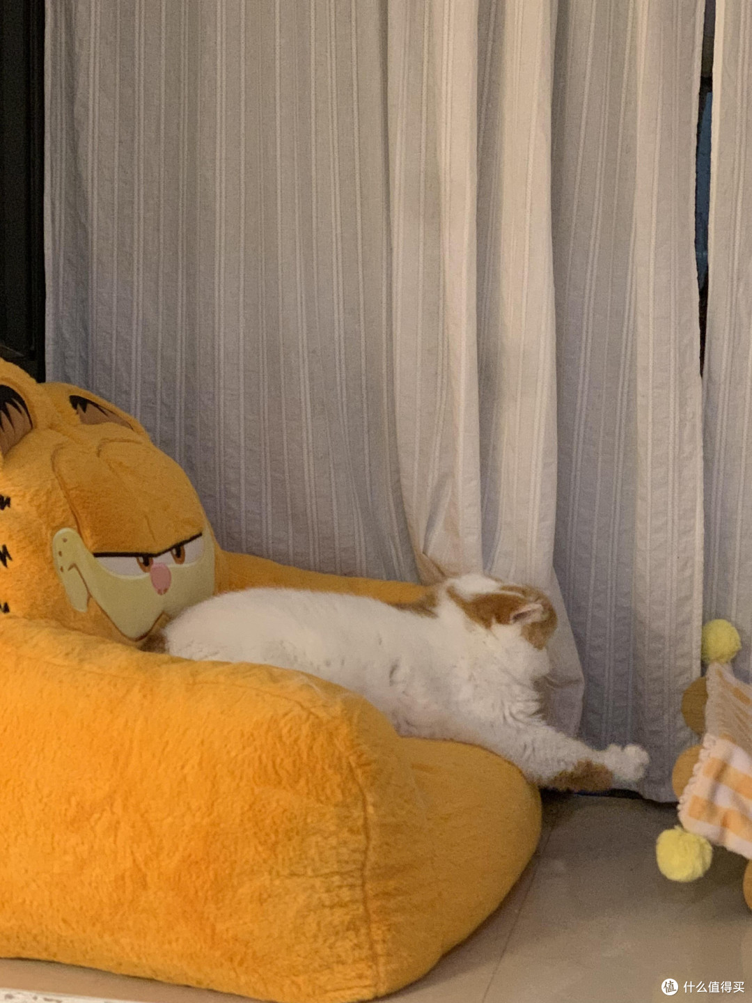 专属餐具守护猫咪健康