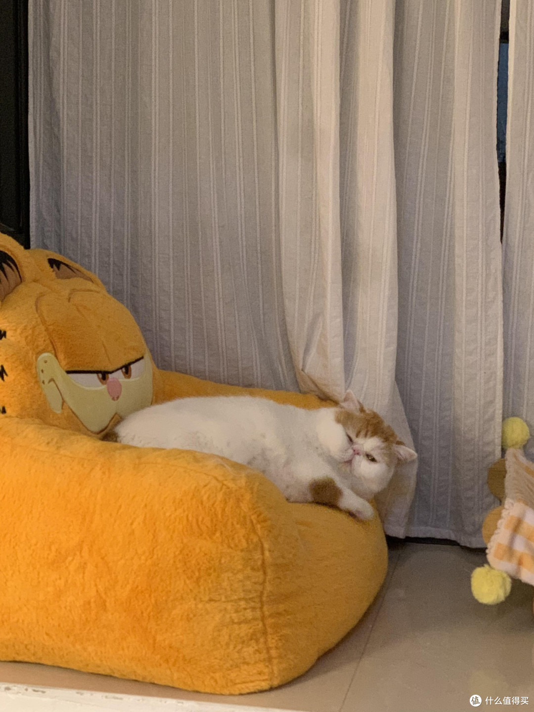 专属餐具守护猫咪健康