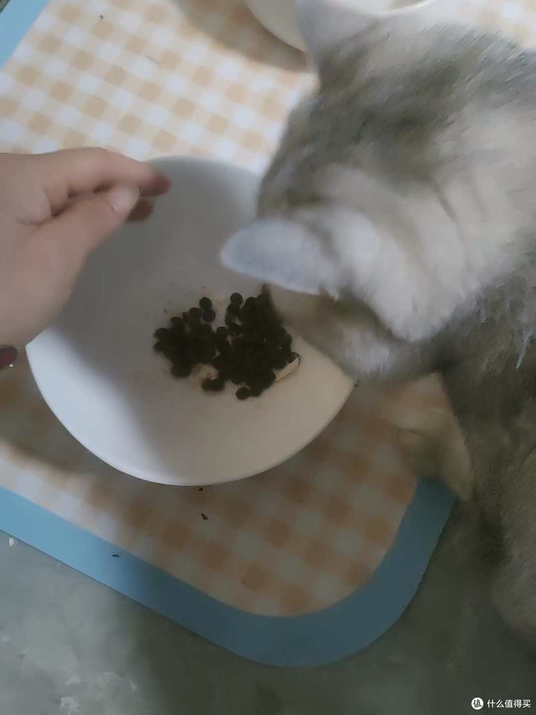 酶解鲜肉猫粮，营养易消化