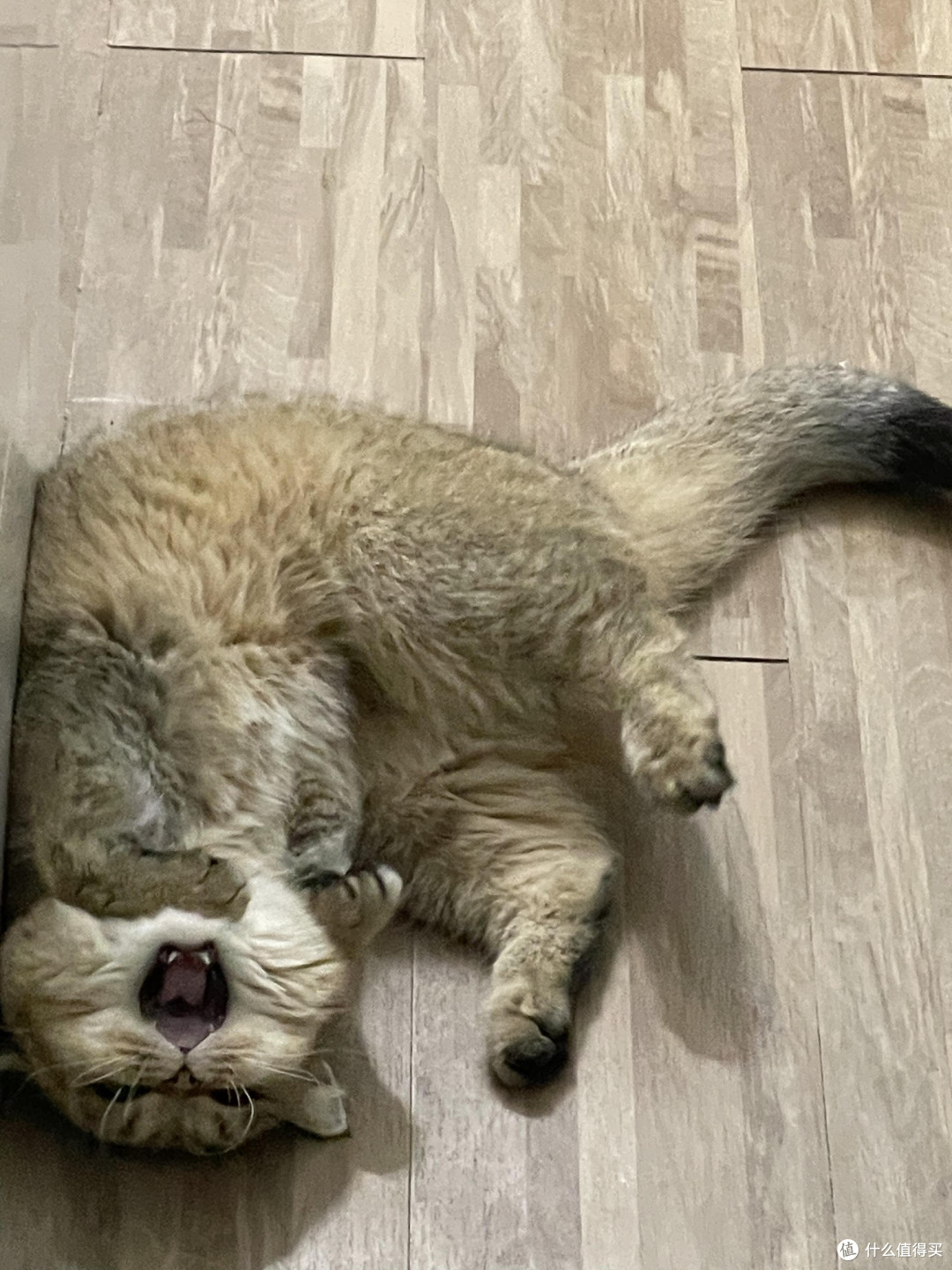 科学饲养猫咪的三大关键