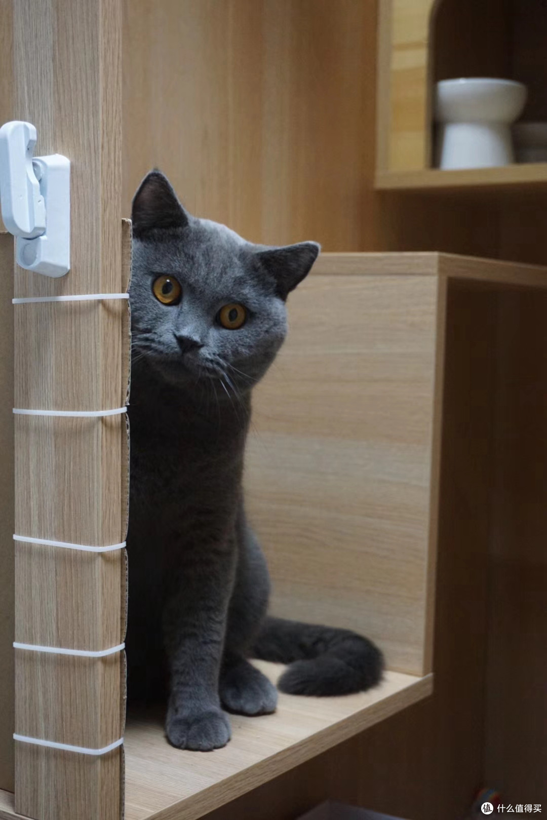 养猫新手怎么选猫砂?从种类到产品,一篇全搞定!