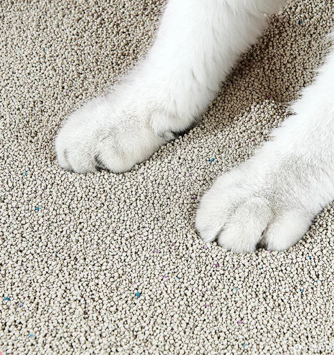 养猫新手怎么选猫砂?从种类到产品,一篇全搞定!