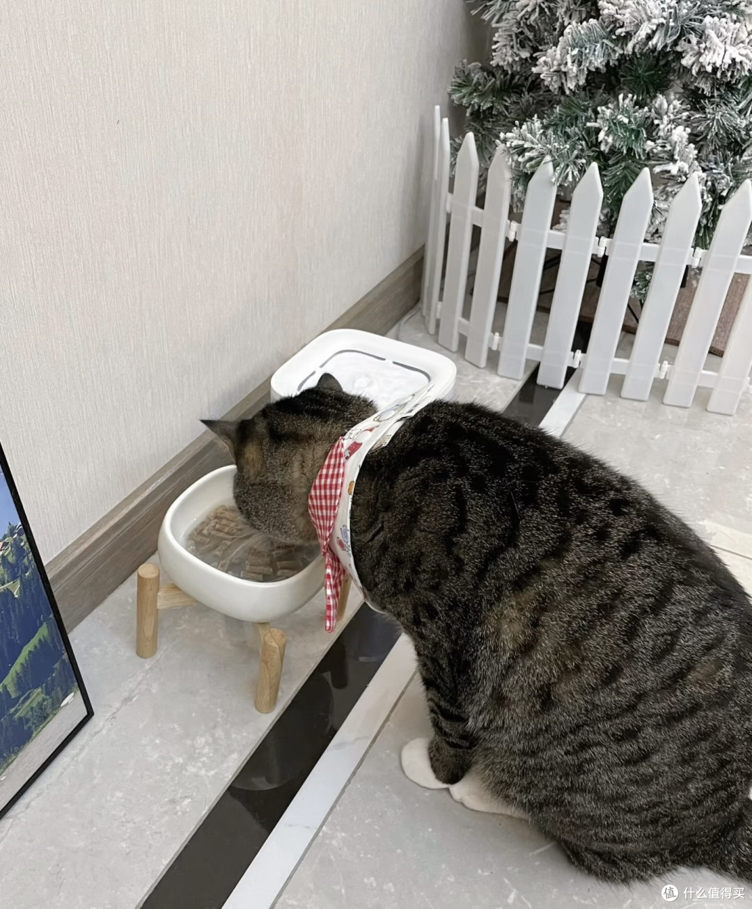 勤快猫咪饼师傅的一天