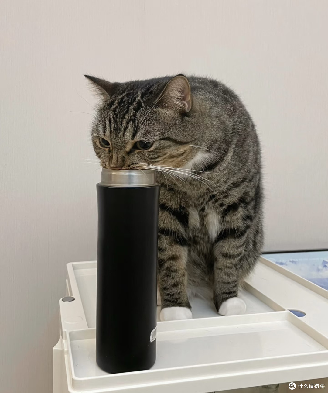 勤快猫咪饼师傅的一天