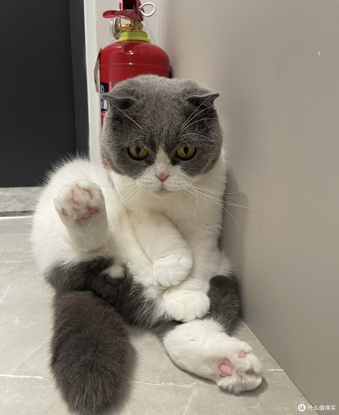 猫咪豉油的日常:慵懒与活力交织