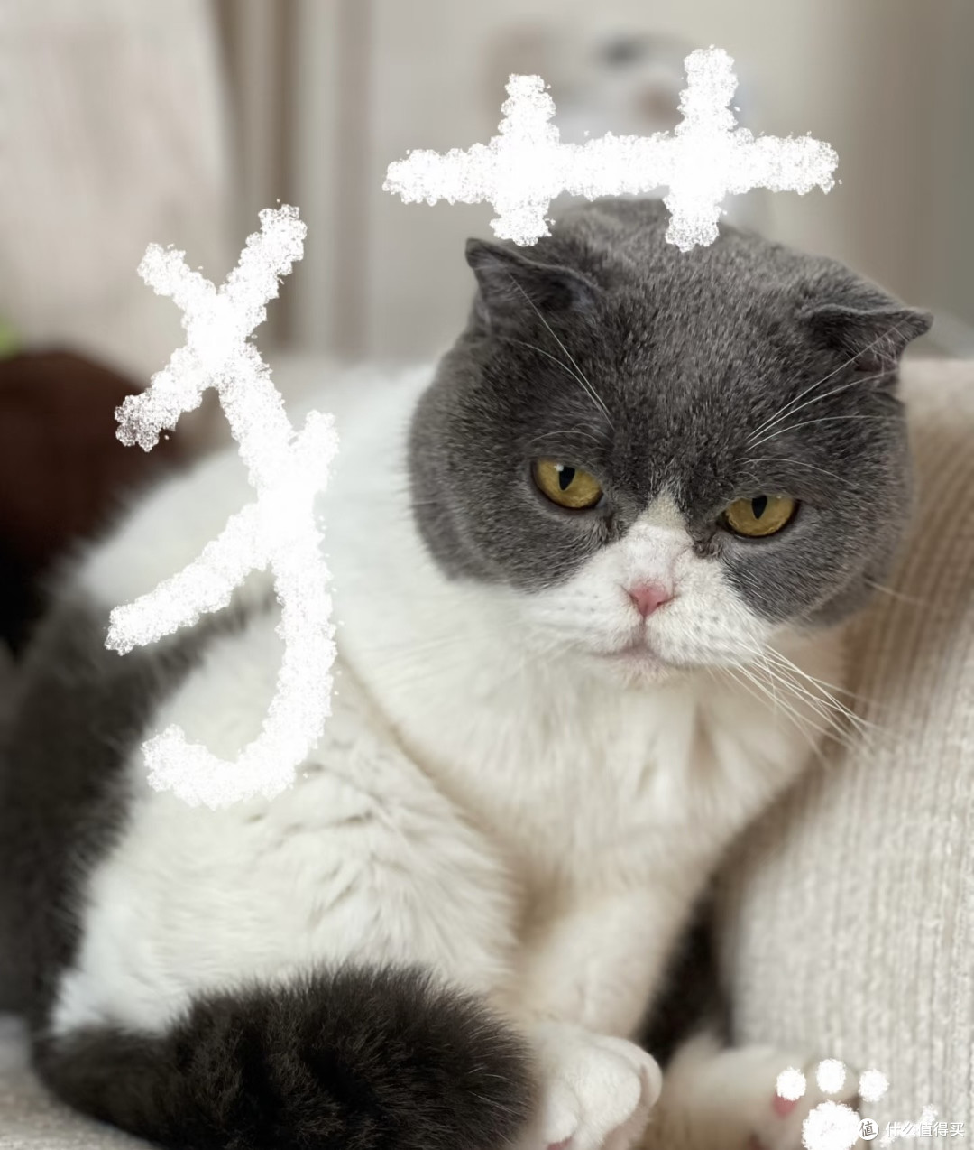 猫咪豉油的日常:慵懒与活力交织