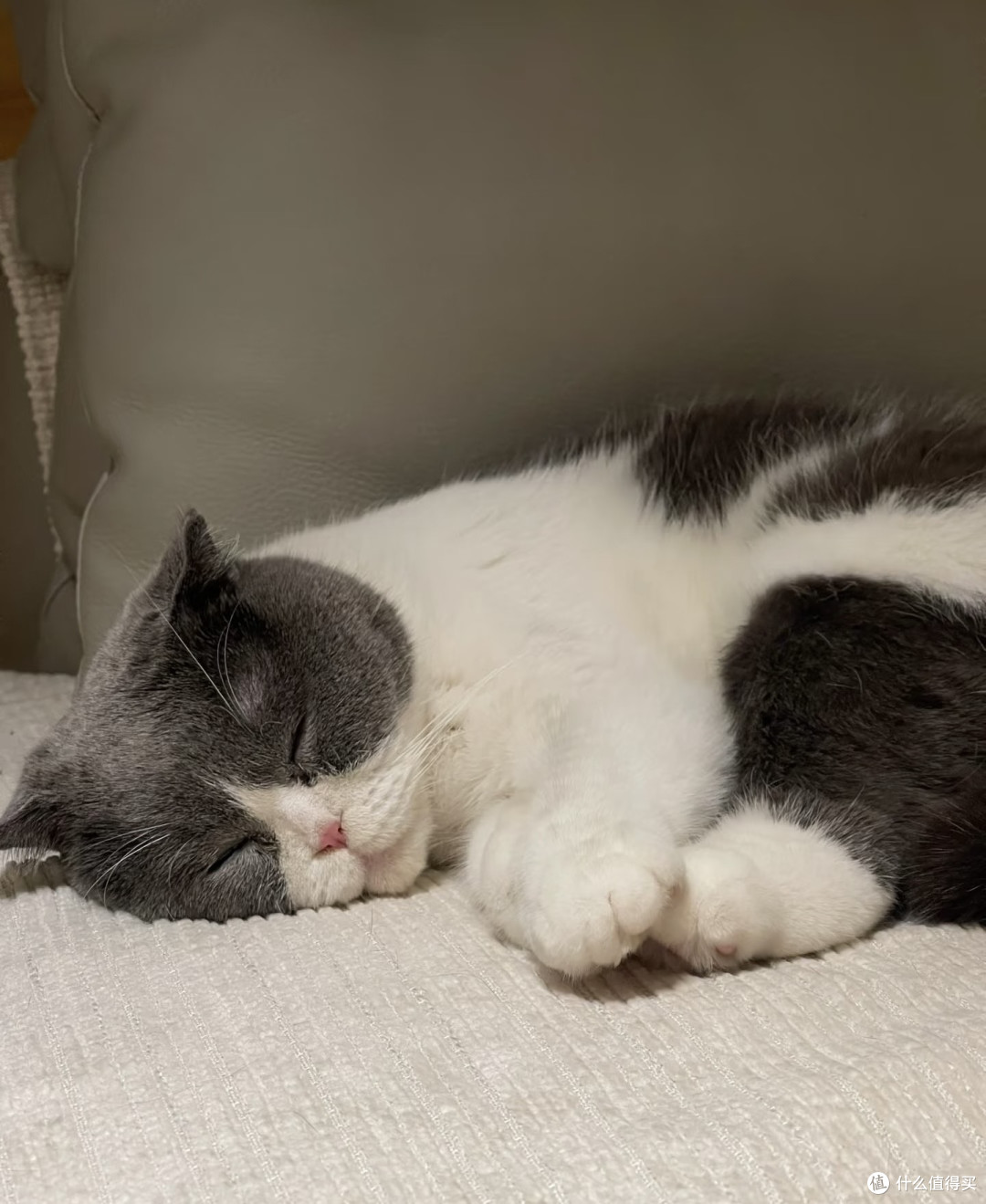 猫咪豉油的日常:慵懒与活力交织