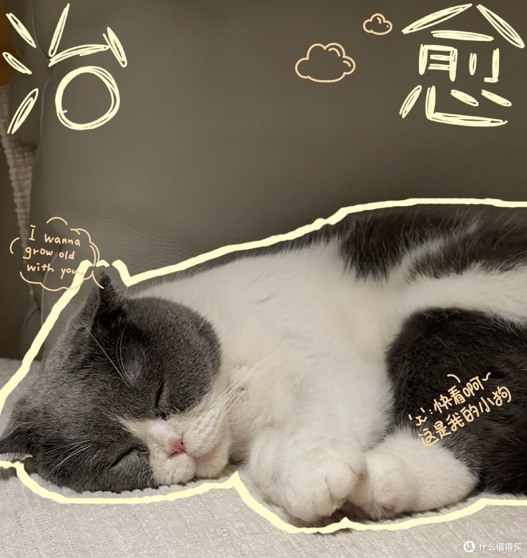 猫咪豉油的日常:慵懒与活力交织