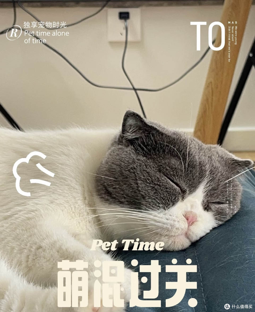 猫咪豉油的日常：慵懒与活力交织