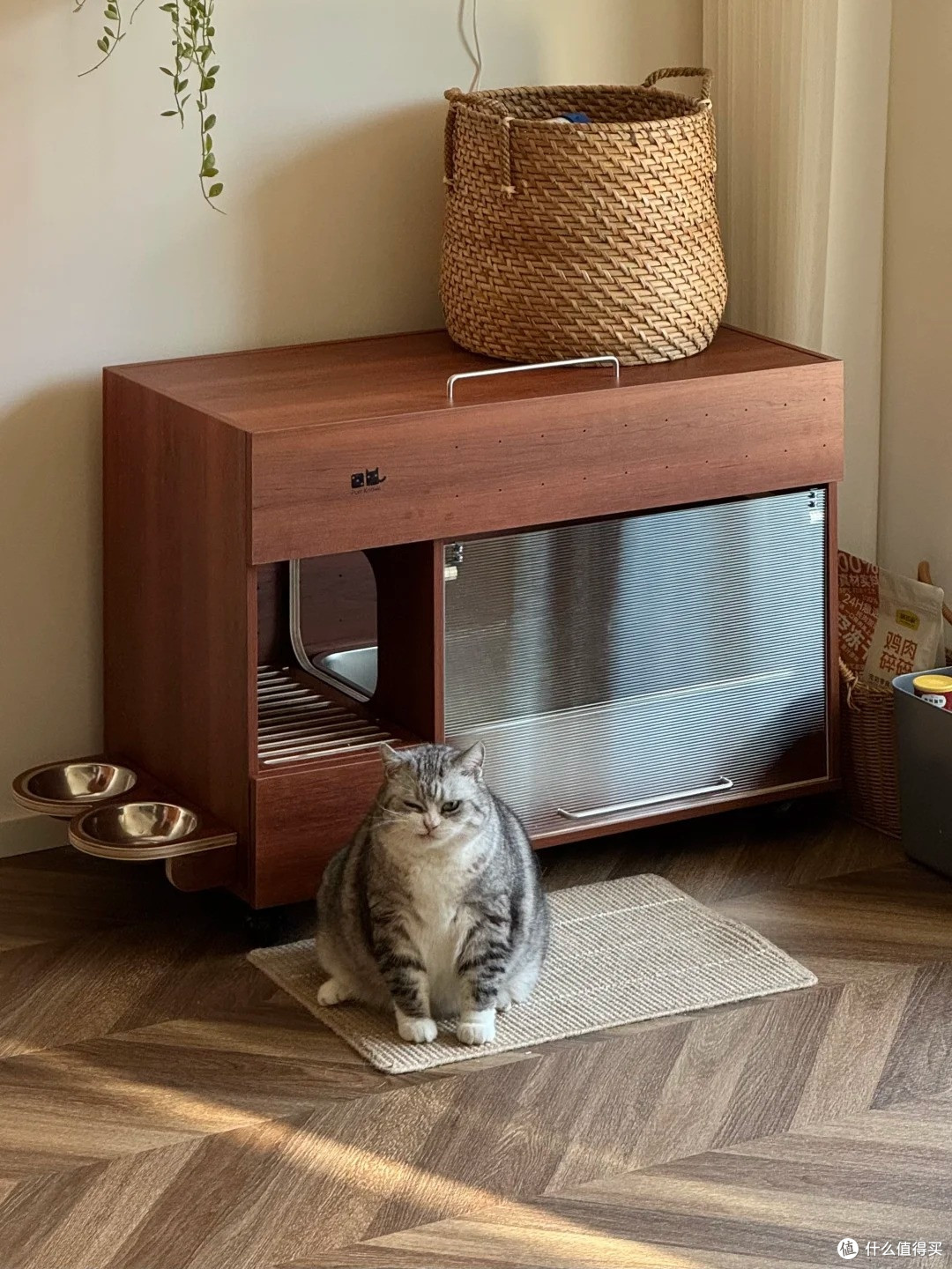 猫大爷的猫角落🐈