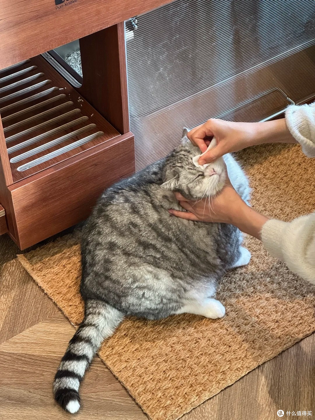 猫大爷的猫角落🐈