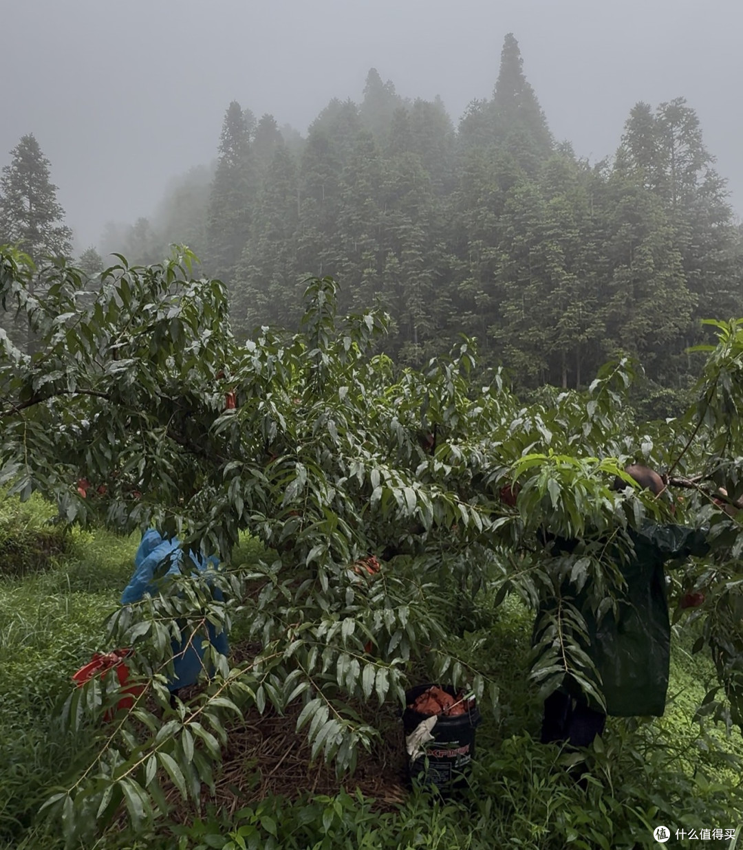 莳鲜集自有炎陵黄桃基地