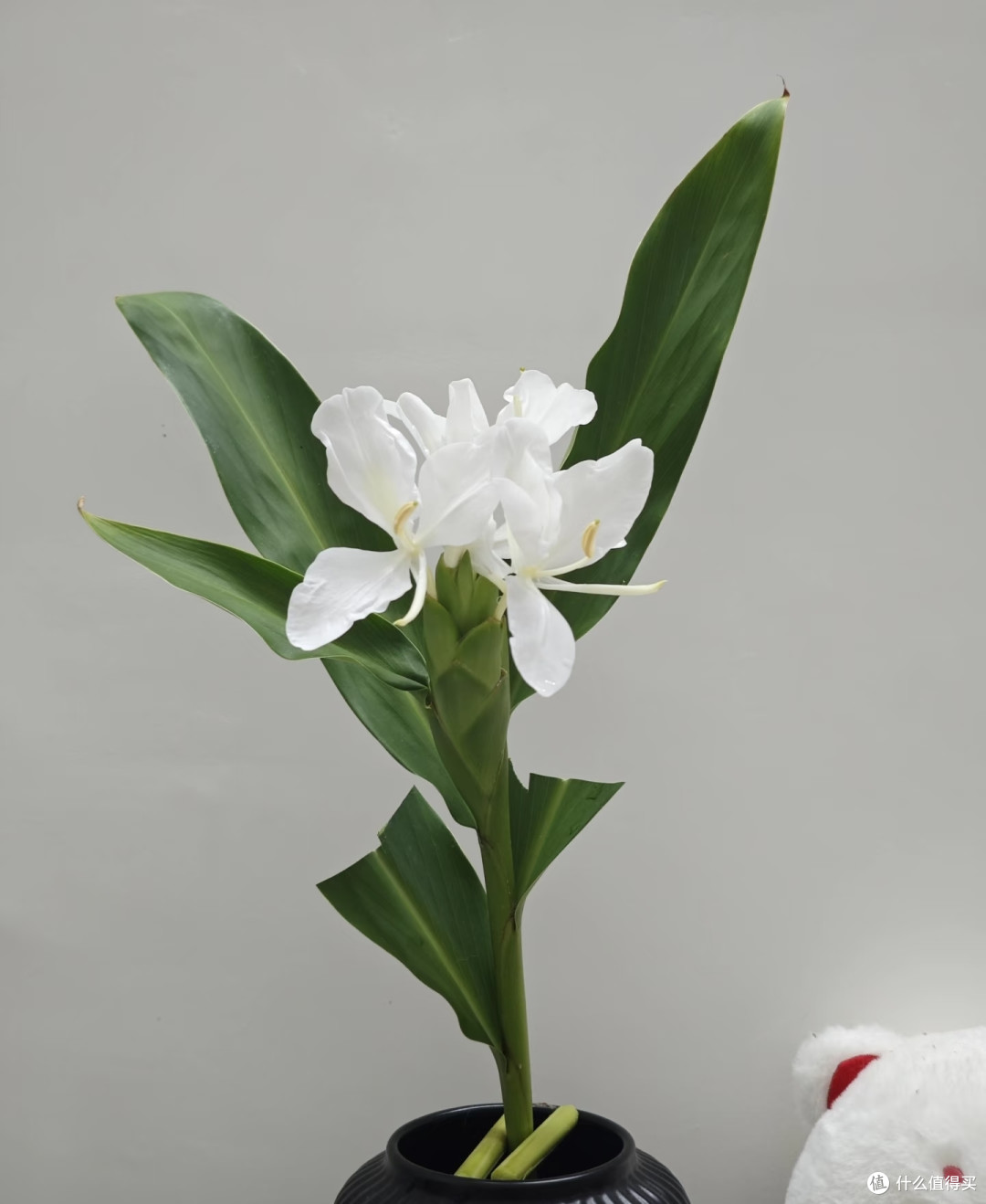 夏天就养5款“爆花王”，不用费心管，满屋都是高级香