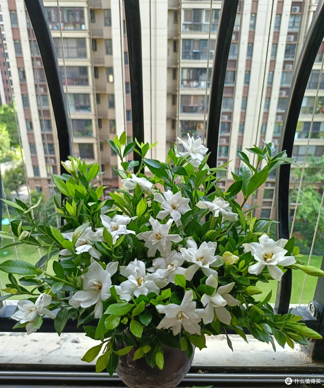 夏天就养5款“爆花王”，不用费心管，满屋都是高级香