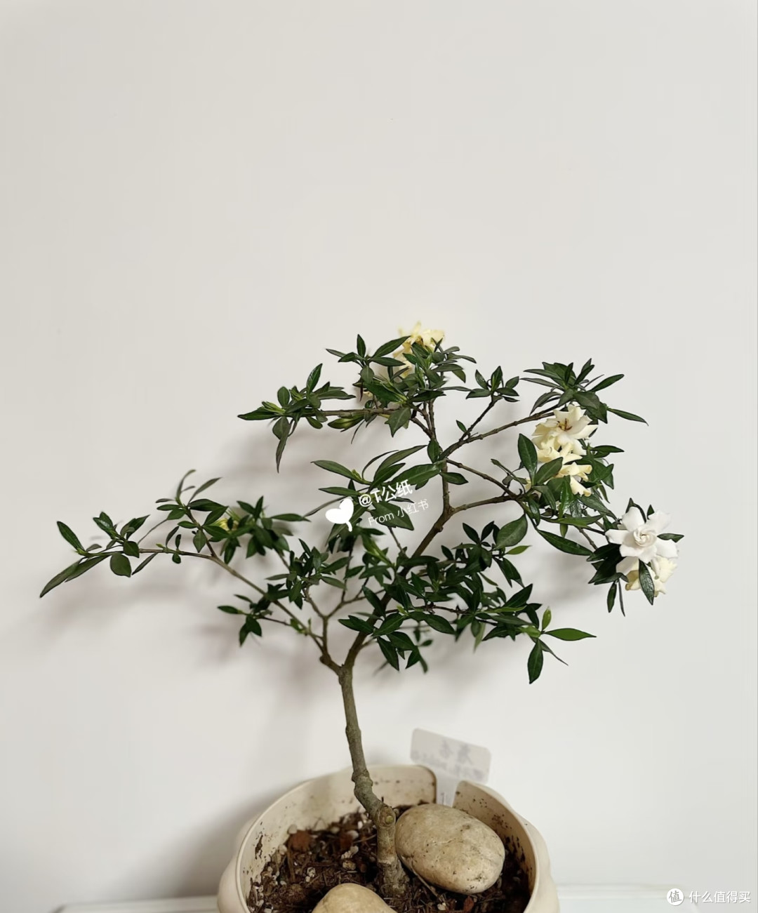 夏天就养5款“爆花王”，不用费心管，满屋都是高级香