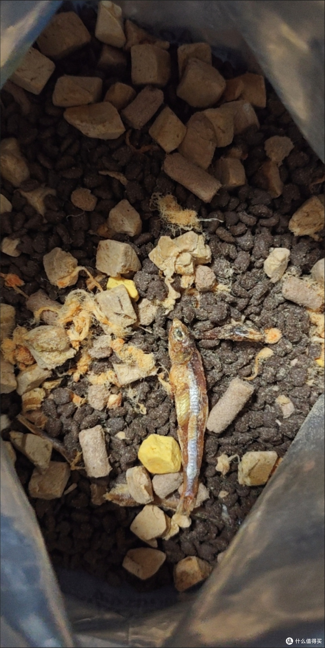 澳朗鲜肉冻干猫粮体验：多肉多鱼加持，从幼猫到成猫的营养盛宴