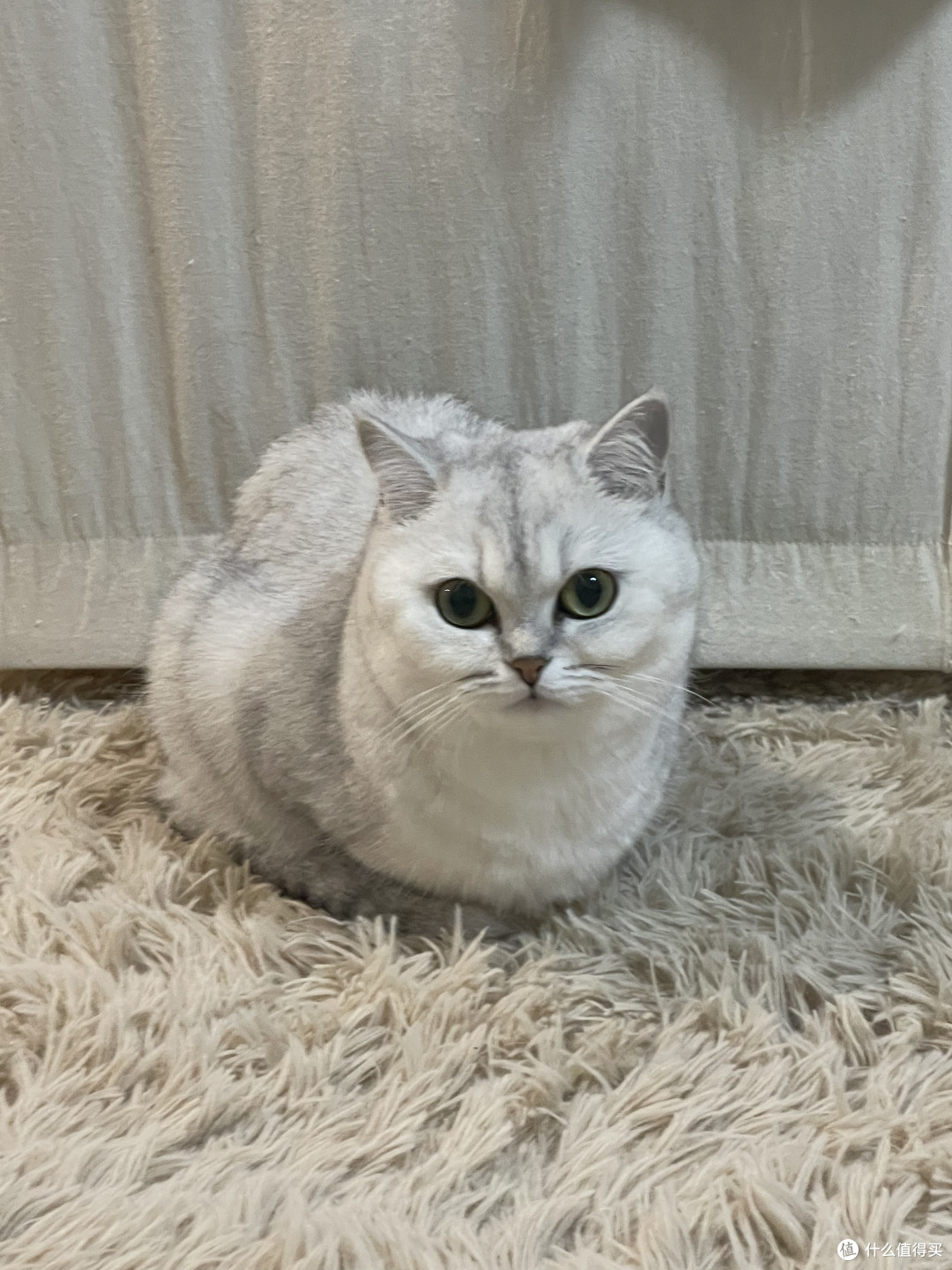 身处“毒猫粮大省”：2026年618硬核囤粮与避坑指南