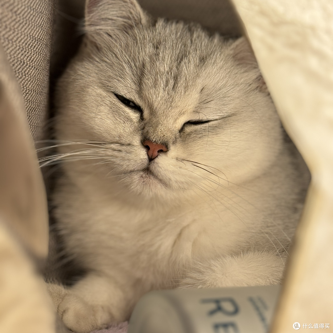 身处“毒猫粮大省”：2026年618硬核囤粮与避坑指南