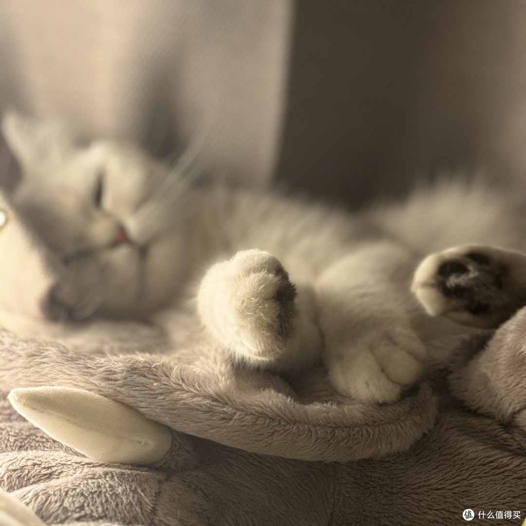 身处“毒猫粮大省”：2026年618硬核囤粮与避坑指南