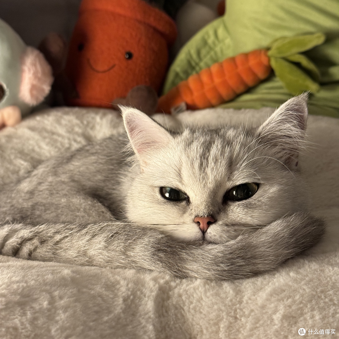 身处“毒猫粮大省”：2026年618硬核囤粮与避坑指南