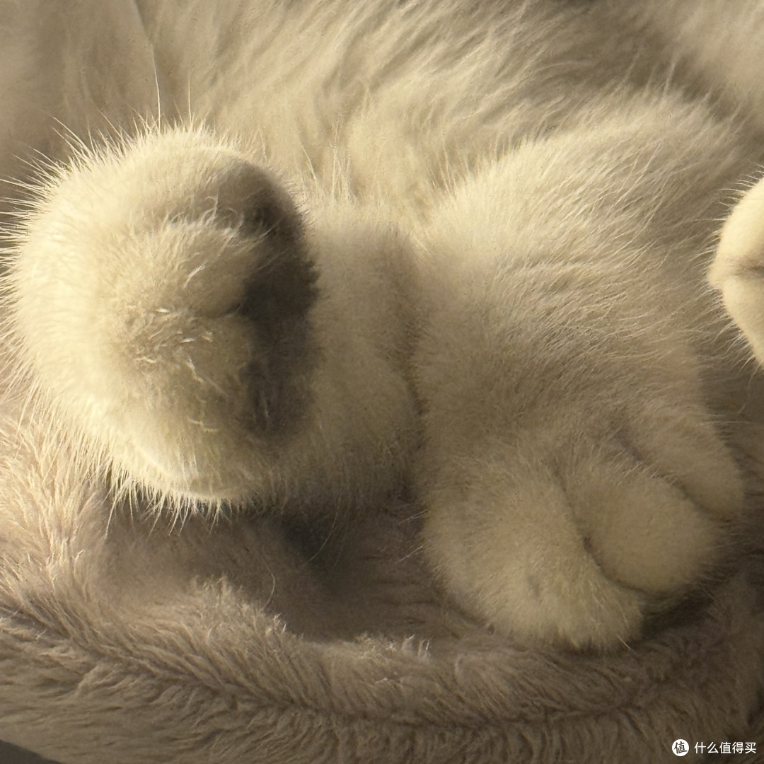 身处“毒猫粮大省”：2026年618硬核囤粮与避坑指南