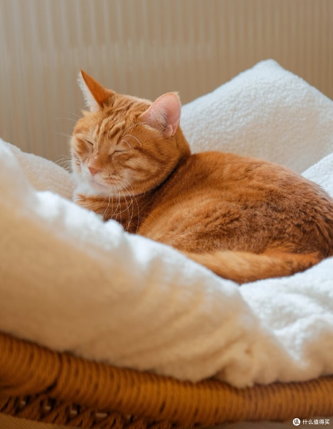 我家猫的生活哲学