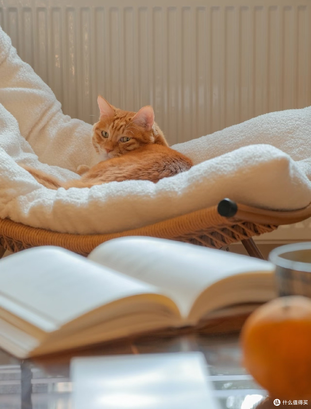 我家猫的生活哲学