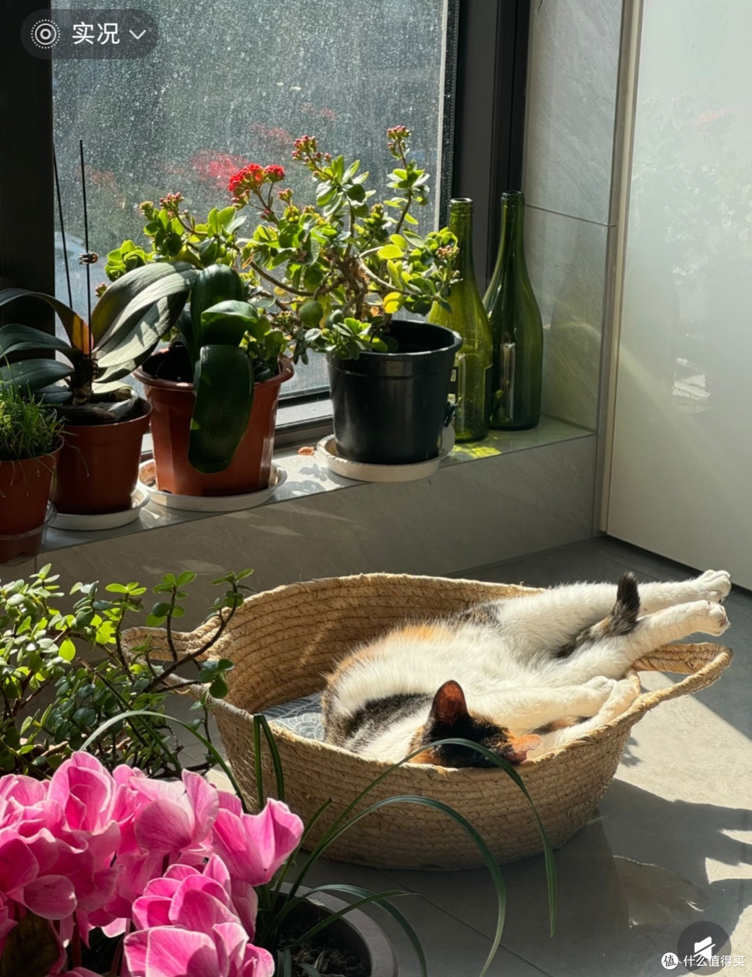 我家猫的幸福生活哲学