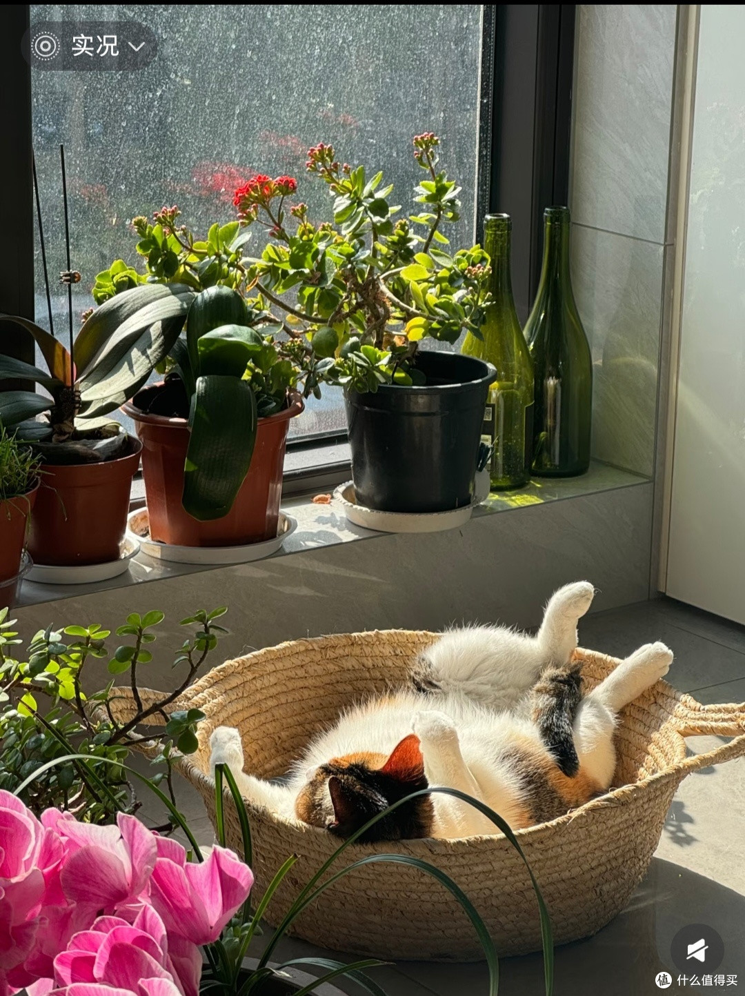 我家猫的幸福生活哲学