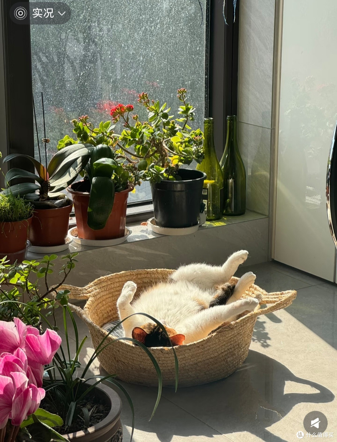 我家猫的幸福生活哲学