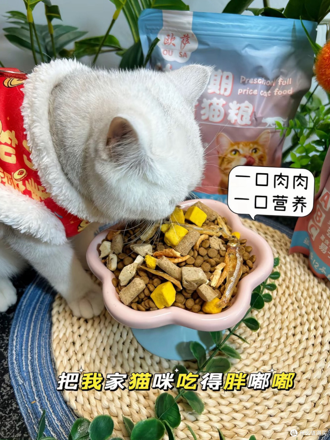 幼猫喂养仪式感,这款幼猫粮撑起主子精致日常