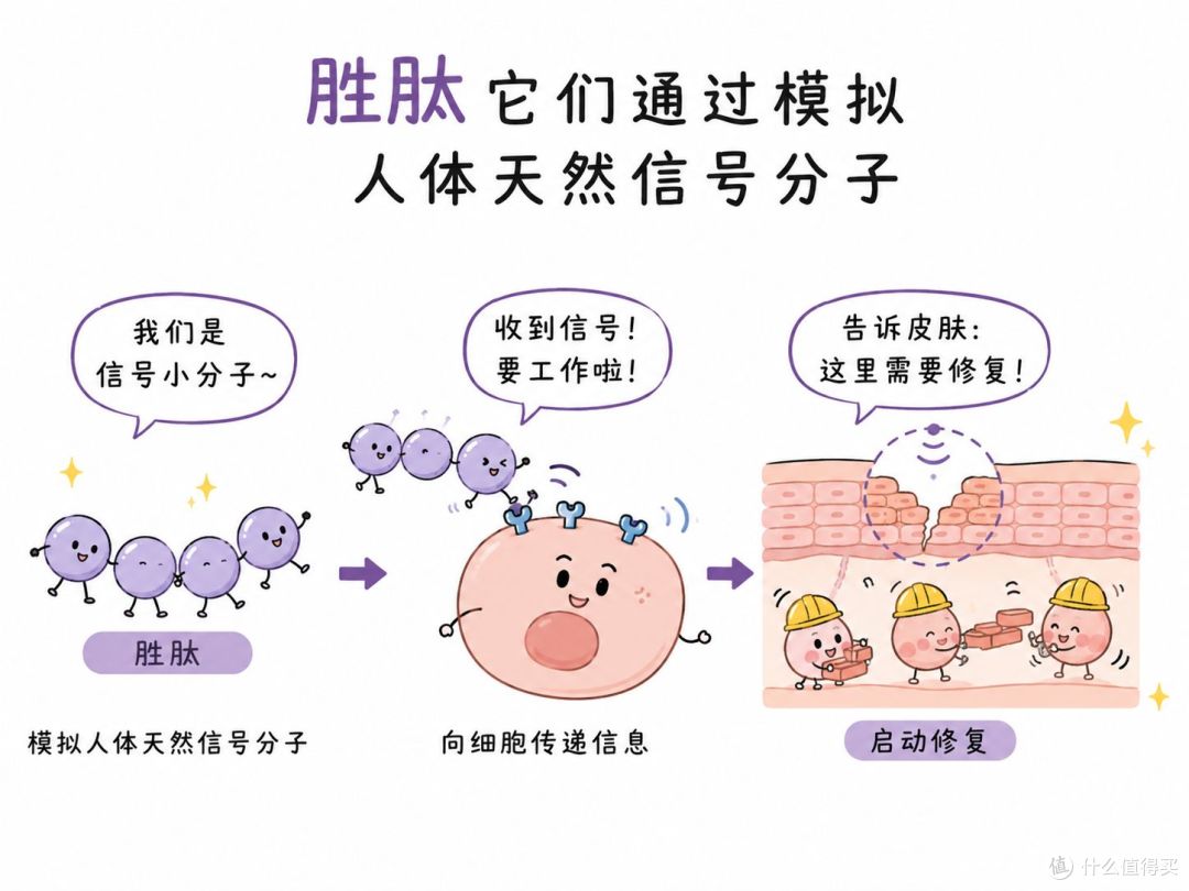 驭己UEEJI丨抗老 4 大巨头对决!热门抗衰成分深度对比